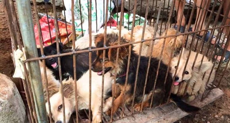 Ein trauriges Kapitel für die Tierschützer: Grausames Hundefleisch-Festival findet erneut statt