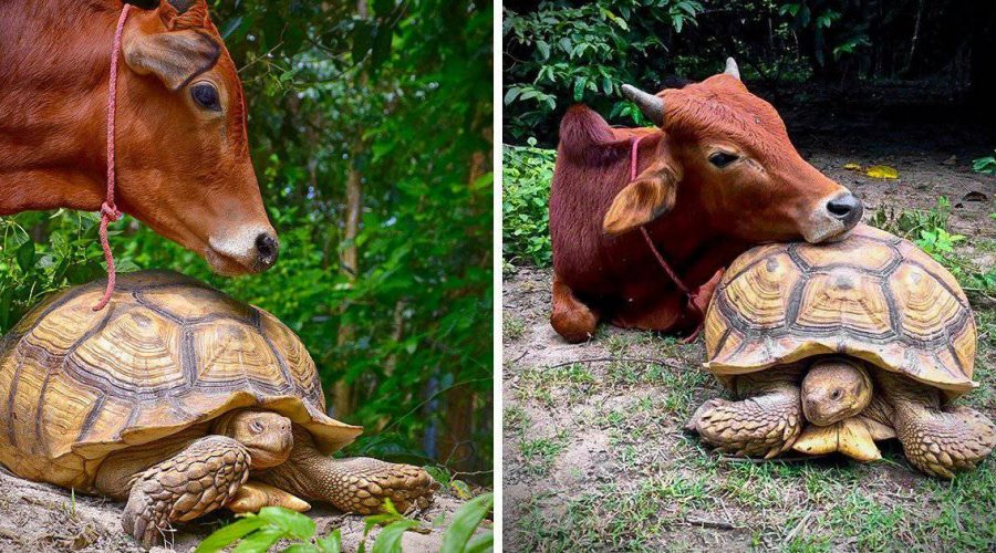 Ein ungleiches Paar So wurden eine Riesenschildkröte und eine Haus-Kuh beste Freunde