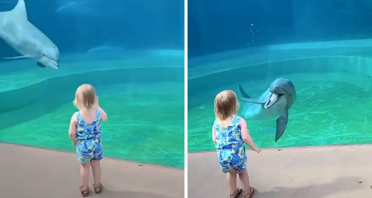 Eine besondere Begegnung: Was ein Mädchen und ein Delfin gemeinsam erleben, bleibt unvergesslich