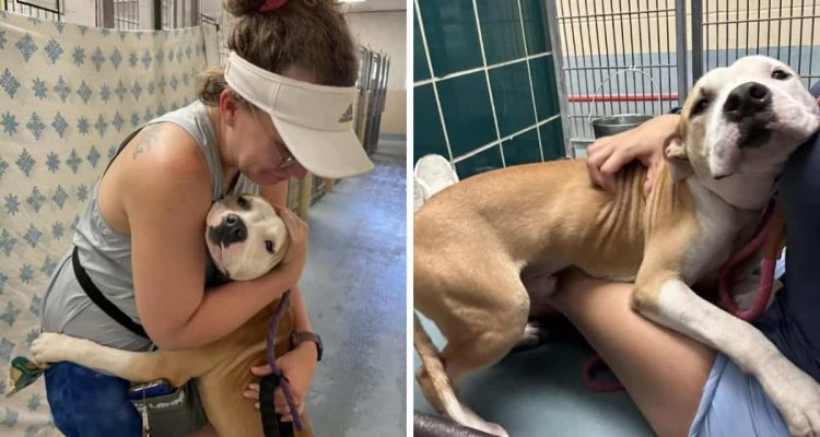 Einfach traurig: Tierheimhund umarmt jeden auf der Suche nach Liebe, und doch findet er kein Zuhause