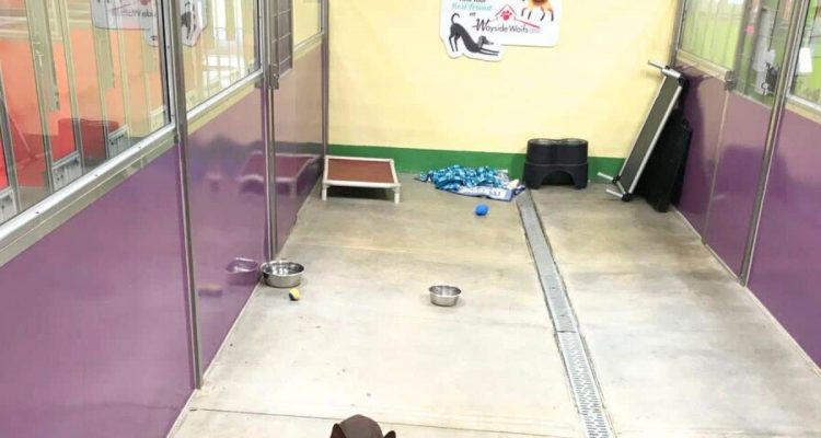 Einfach traurig - bei Veranstaltung im Tierheim werden alle Hunde adoptiert, nur einer bleibt zurück