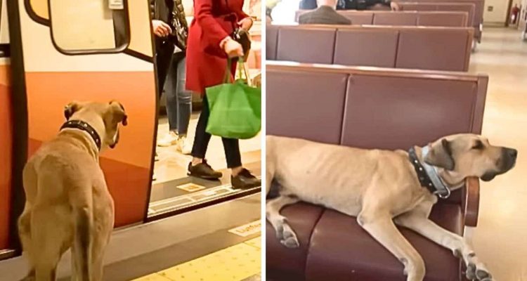 Einfach verrückt- Hund in Istanbul fährt alleine U-Bahn und wird zum Social Media-Star