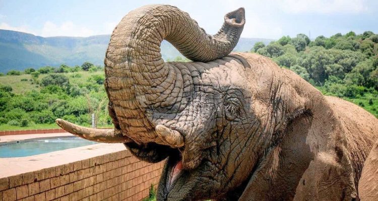 Einmaliges Talent: Wie dieser Elefant im Berliner Zoo Bananen schält, verblüfft die ganze Welt