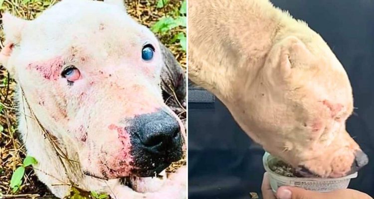 Einsamer Pitbull im Wald gefunden- Als die Retter sehen, dass er blind ist, sind sie fassungslos