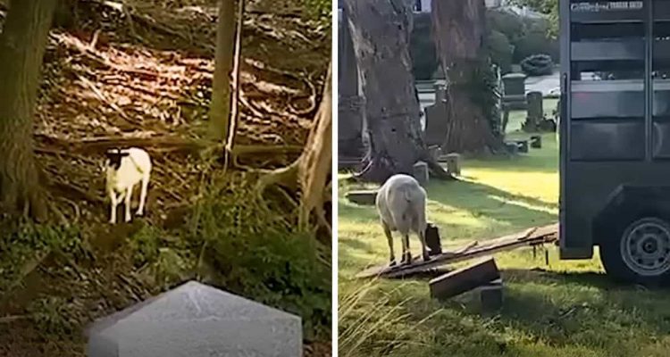 Einsames Schaf versteckt sich auf Friedhof - was eine Frau tut, um das Tier zu retten, ist genial