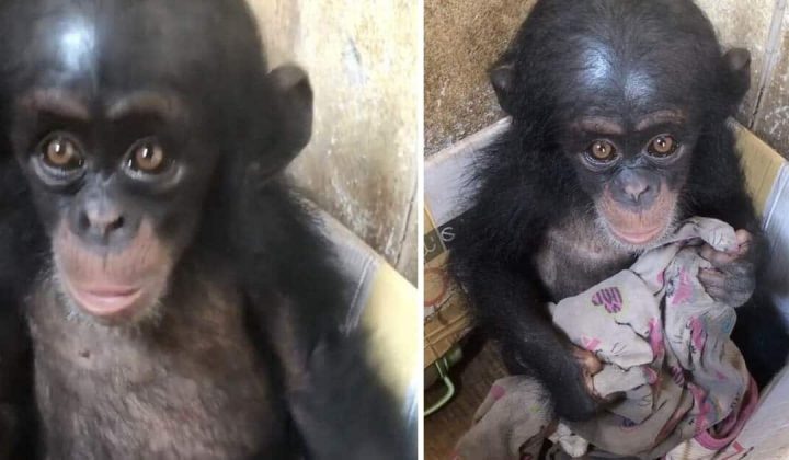 Einsames Schimpansen-Baby in Karton gefunden - Es klammerte sich an ein Stück zerrissene Kleidung