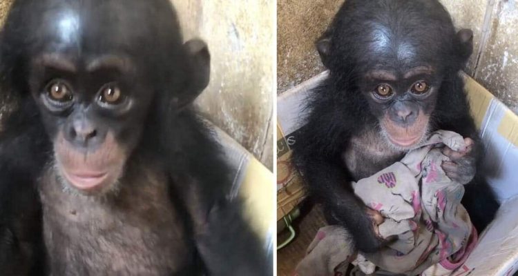 Einsames Schimpansen-Baby in Karton gefunden - Es klammerte sich an ein Stück zerrissene Kleidung