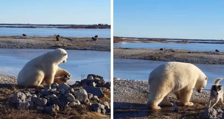 Eisbär tätschelt angeleinten Hund - Video sorgt für Empörung im Internet