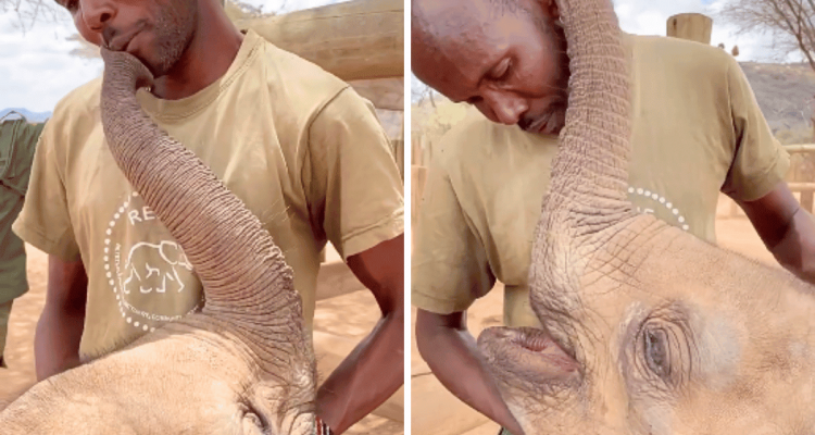 Elefant hat Pfleger sehr vermisst - wie er seine Wiedersehensfreude zeigt, ist zum Dahinschmelzen