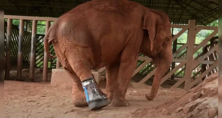 Elefant läuft zum 1. Mal mit Beinprothese - Tierschützer filmen seine berührende Reaktion
