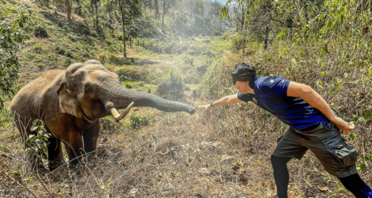 Elefant trifft Tierarzt, der ihm vor 12 Jahren das Leben rettete Seine Reaktion geht unter die Haut