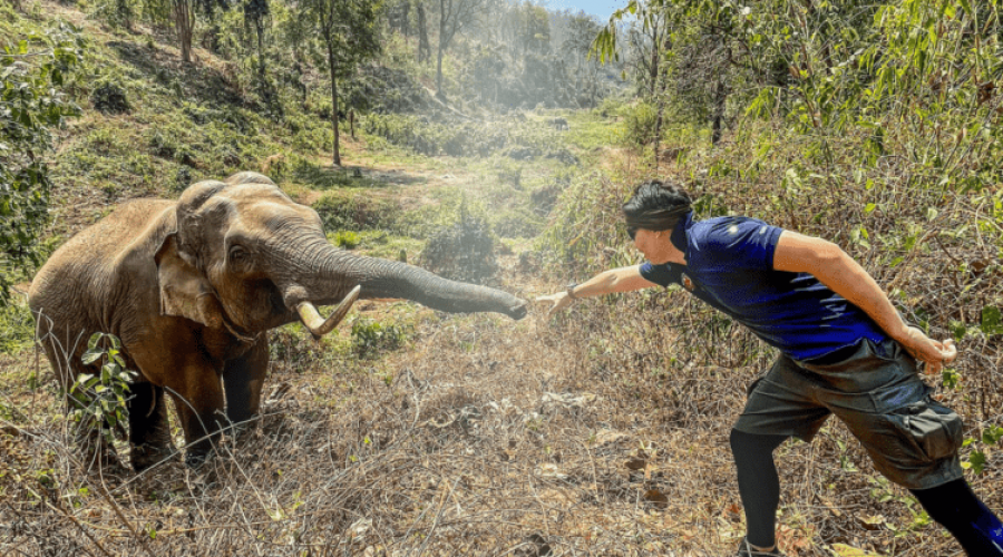 Elefant trifft Tierarzt, der ihm vor 12 Jahren das Leben rettete Seine Reaktion geht unter die Haut