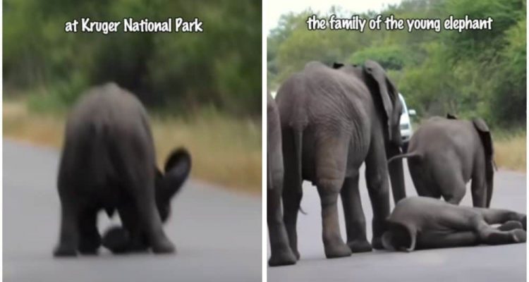 Elefanten-Baby bricht auf der Straße zusammen - Die Reaktion seiner Herde ist herzergreifend