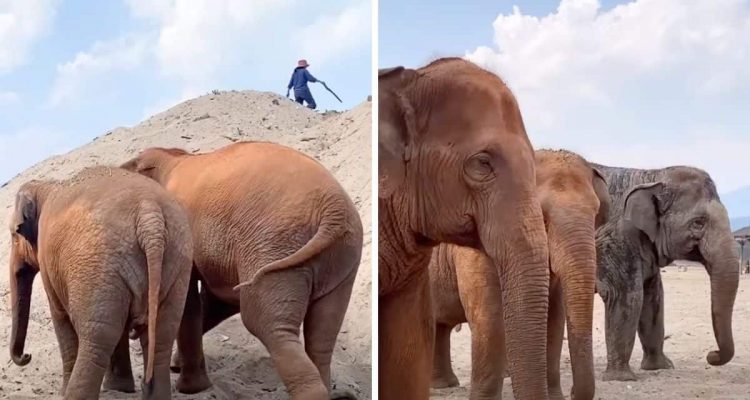 Elefanten-Betreuerin verschwindet plötzlich - die Reaktion der Dickhäuter ist tief bewegend