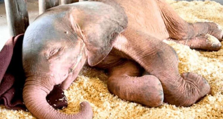 Elefantenbaby in grausamer Falle gefangen - wie es sich ins Leben zurück kämpft, geht unter die Haut