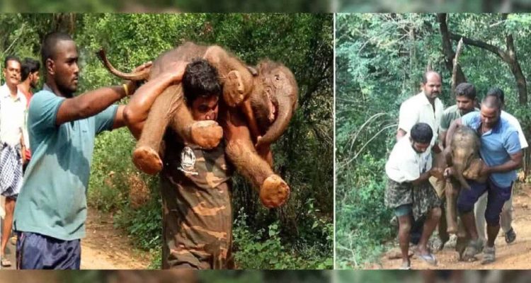 Starker Einsatz: Wie dieser Mann ein Elefantenbaby zu seiner Mama zurückbringt, ist heldenhaft