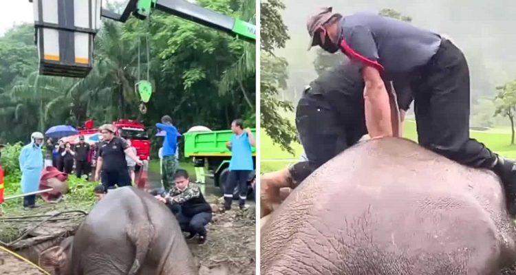 Elefantenmama und Baby stürzen in tiefes Loch - wie Tierärzte ihr Leben retten, grenzt an ein Wunder