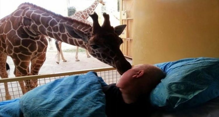 Emotionaler Abschied Giraffe erfüllt Tierpfleger letzten Wunsch – Video rührt Millionen zu Tränen