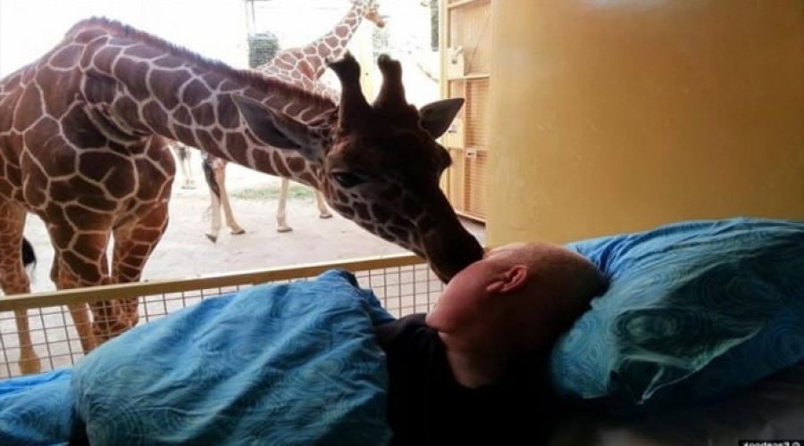 Emotionaler Abschied Giraffe erfüllt Tierpfleger letzten Wunsch – Video rührt Millionen zu Tränen