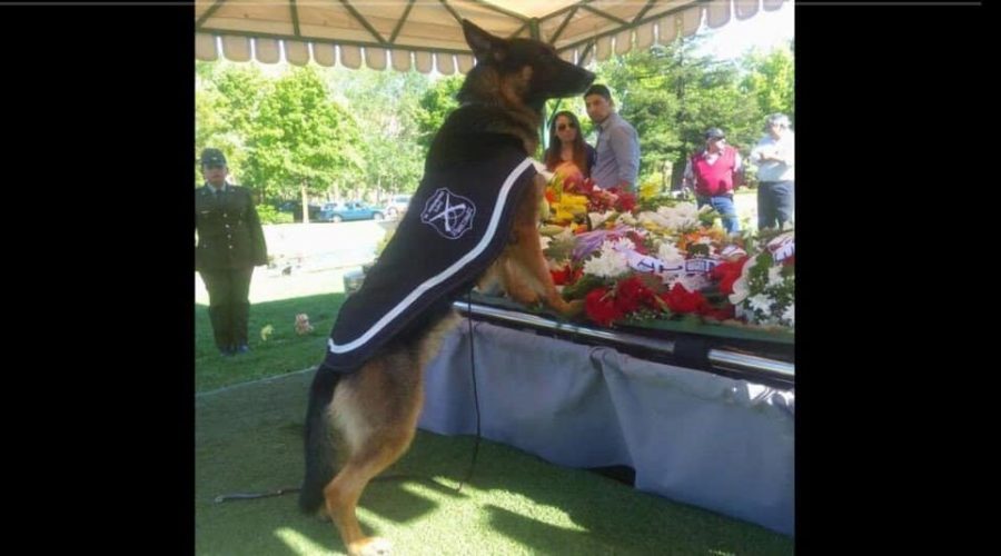 Emotionales Foto geht viral Wie dieser Polizeihund seinen Besitzer verabschiedet, rührt zu Tränen