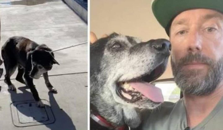 Emotionales Video Mann nimmt krebskranken Hund auf, damit er nicht im Tierheim einsam sterben muss