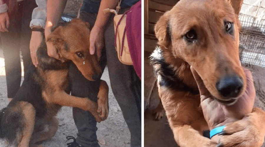 Emotionales Video Wie dieser Straßenhund um Streicheleinheiten bettelt, rührt Millionen zu Tränen