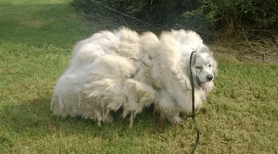 Endlich in Freiheit – Hund vegetiert sechs Jahre allein in einer Scheune