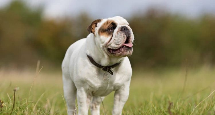 Englische Bulldogge im Porträt