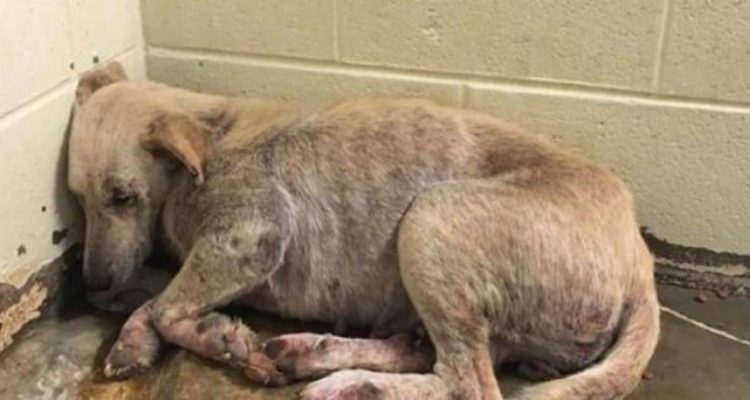 Entsetzliche Entdeckung: 30 verwahrloste und kranke Hunde in Haus von Tierquäler gefunden