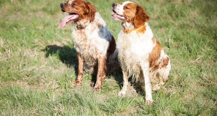 Épagneul BretonBretonischer Spaniel im Porträt