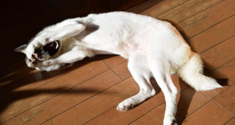Epileptischer Anfall Hund einschläfern