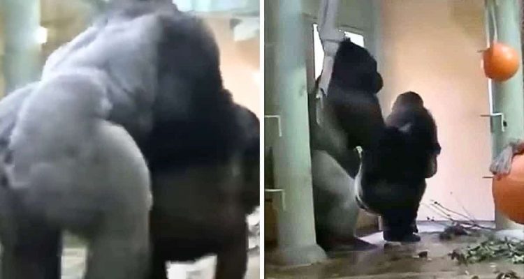 Erdbeben erschüttert Gorillagehege im Zoo - wie ein Affenmännchen reagiert, ist kaum zu fassen