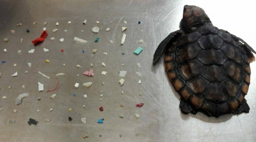 Erschütterndes Foto – der Grund für den Tod dieser Baby-Schildkröte macht einfach nur wütend
