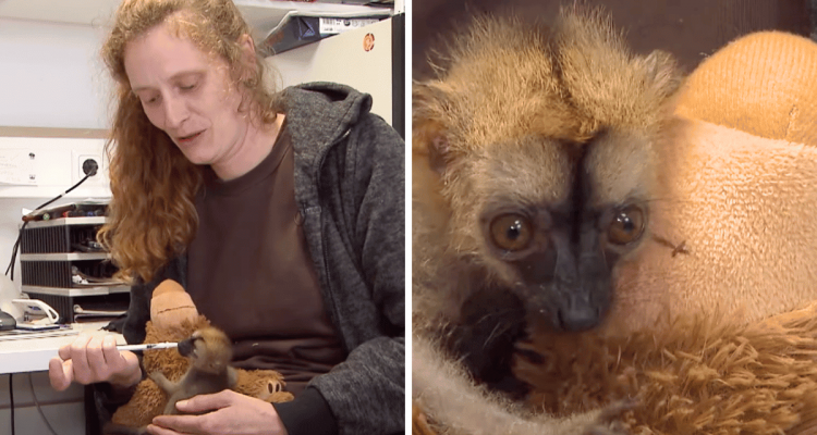 Erstaunlich: Tierpflegerin nutzt ungewöhnliches Hilfsmittel, um Affenbaby “Floki” großzuziehen