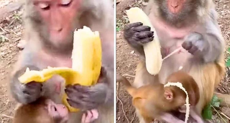 Erstaunlich menschlich: Was dieser Affe vor dem Essen mit einer Banane macht, hätte niemand erwartet