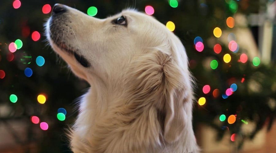 Experten warnen Diese beliebten Weihnachtsessen sind Gift für Katzen und Hunde!