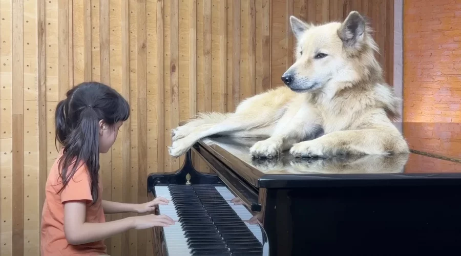 Extrem talentiertes Mädchen spielt für ihren Hund Klavierstück – Das Video berührt Millionen Herzen