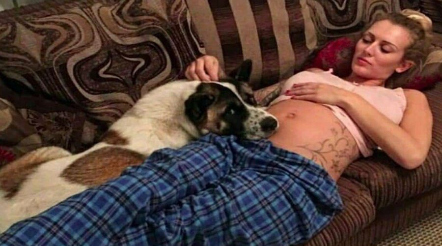 Hund will schwangere Besitzerin nicht alleine lassen - und rettet damit in letzter Sekunde ihr Leben