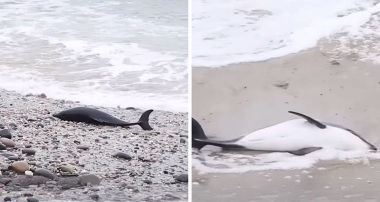 Familie fährt am Strand entlang