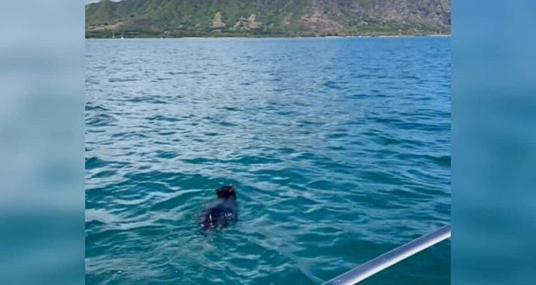 Familie macht Bootsausflug auf dem Meer – was sie dann im Wasser sehen, lässt ihnen den Atem stocken