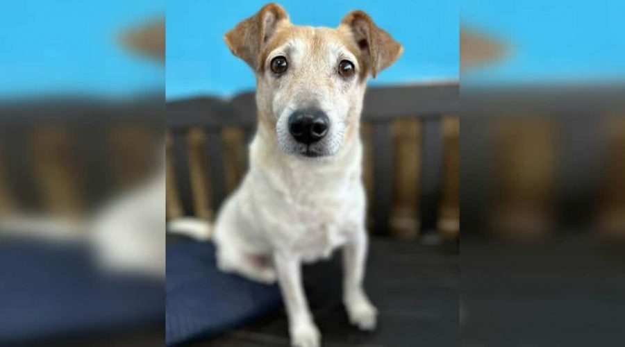 Familie nach 6 Jahren wieder mit verlorenem Hund vereint – das berührende Video geht viral