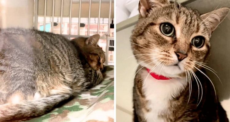 Familie nimmt neues Kätzchen auf - doch ihre alte Katze muss dafür weg und landet im Tierheim