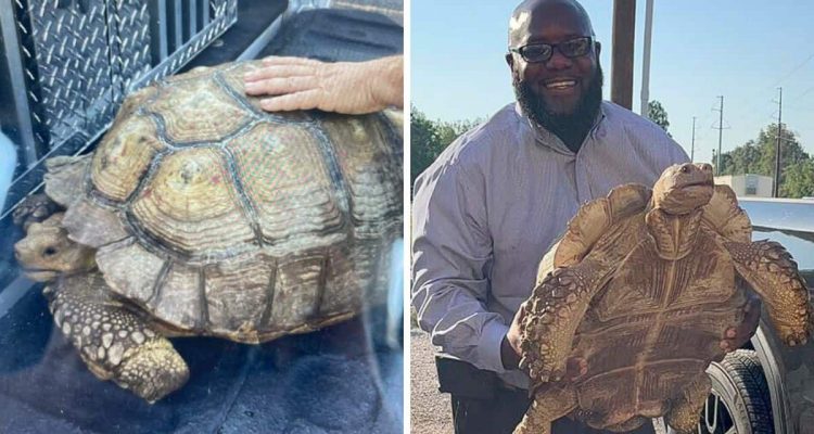 Familie sucht ihre 100 Jahre alte Schildkröte: Nur ein glücklicher Zufall bringt sie wieder zusammen