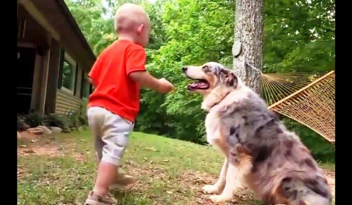 Familienhund greift grundlos Baby an - Als die Eltern sehen, warum, bleibt ihnen das Herz stehen