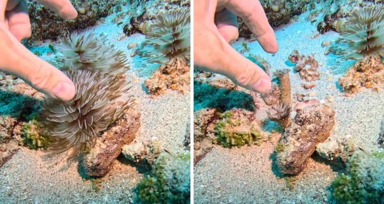 Fantastische Meereswelt: Was diese atemberaubenden Wesen können, grenzt an Zauberei