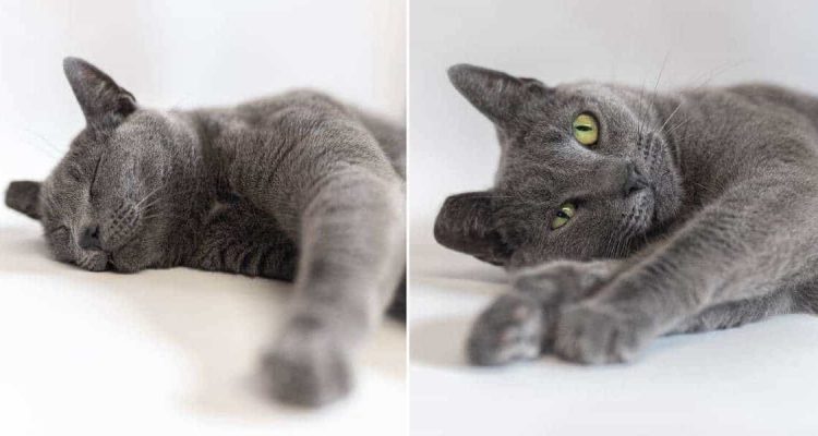 Fast 8 Jahre im Tierheim Niemand will liebevolle Katze adoptieren, weil sie einen „Nachteil“ hat