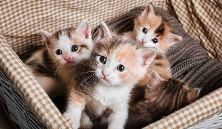 Faszinierend Katze wird mit 4 Ohren geboren – und bringt damit Menschen weltweit zum Staunen