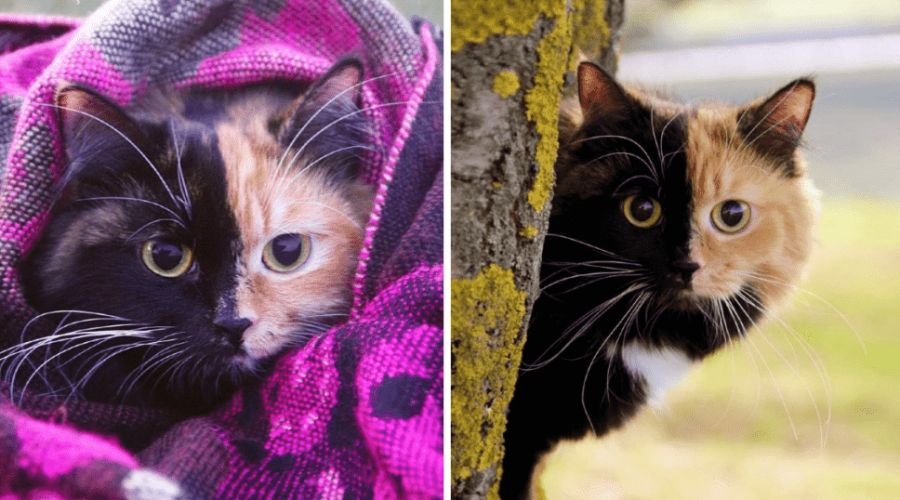 Faszinierende Bilder gehen um die Welt Katze mit extrem seltener Musterung wird zum Internet-Star