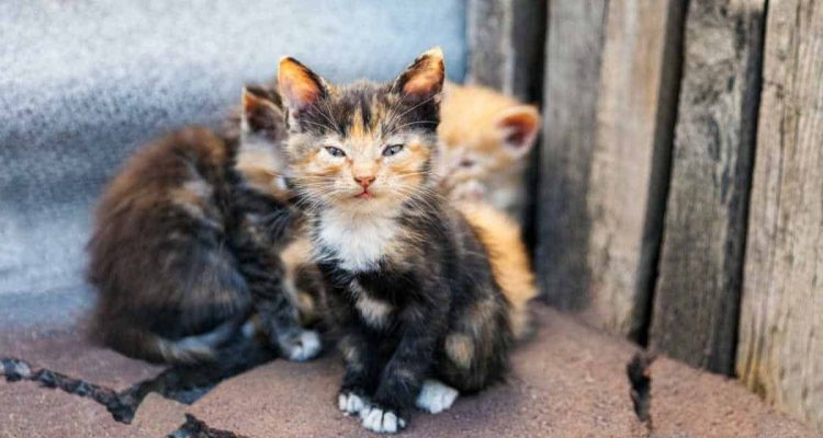 Faszinierende Bilder gehen um die Welt Seltene Baby-Katze mit “2 Gesichtern” gefunden