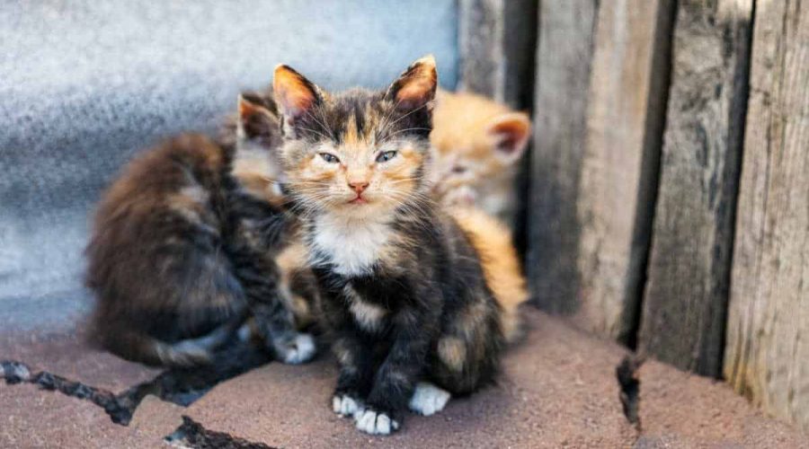 Faszinierende Bilder gehen um die Welt Seltene Baby-Katze mit “2 Gesichtern” gefunden